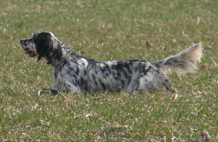 Setter anglais